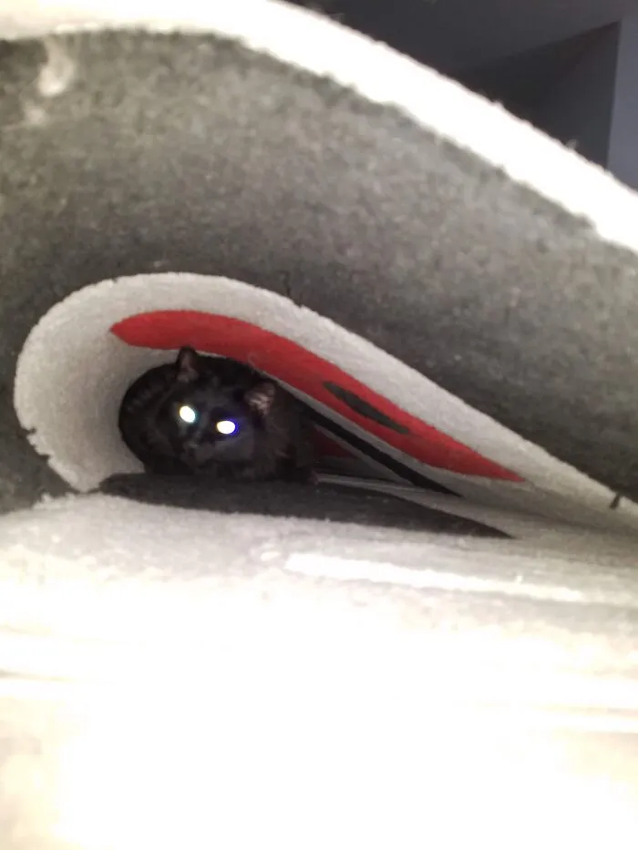 Trying To Wash The Floor Under The Rug And Toothless Decides To Go Exploring