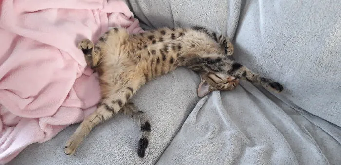 Tiger The Elasticat