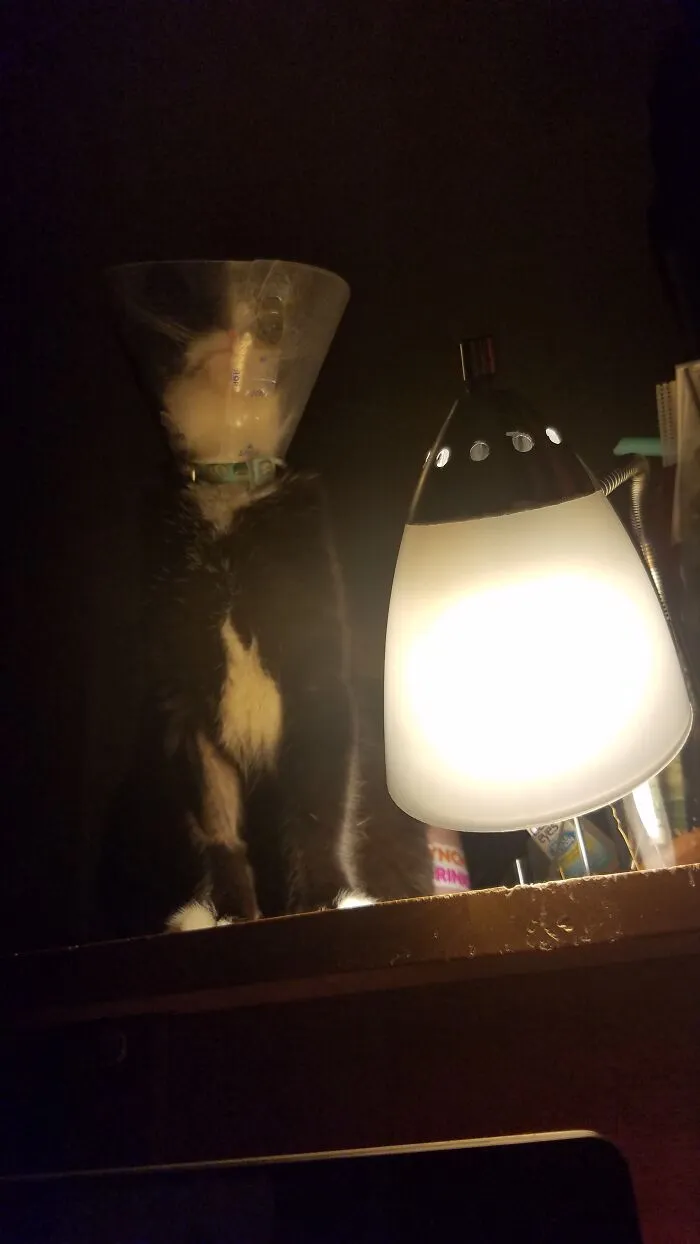 Pretending To Be A Lamp