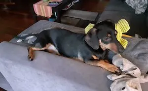Hey Pandas, Post A Picture Of Your Dog In The Funniest Pose (Closed)