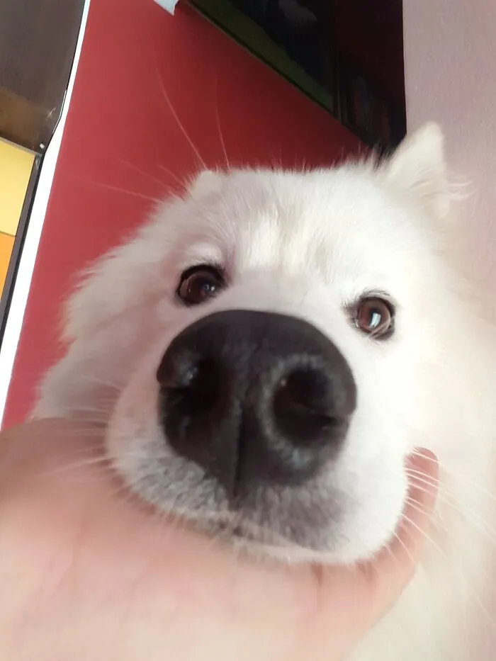Pretty As A Button