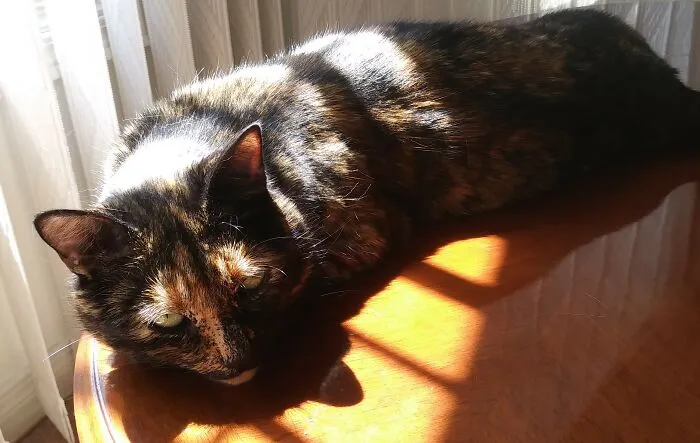 Yay, Sun!!