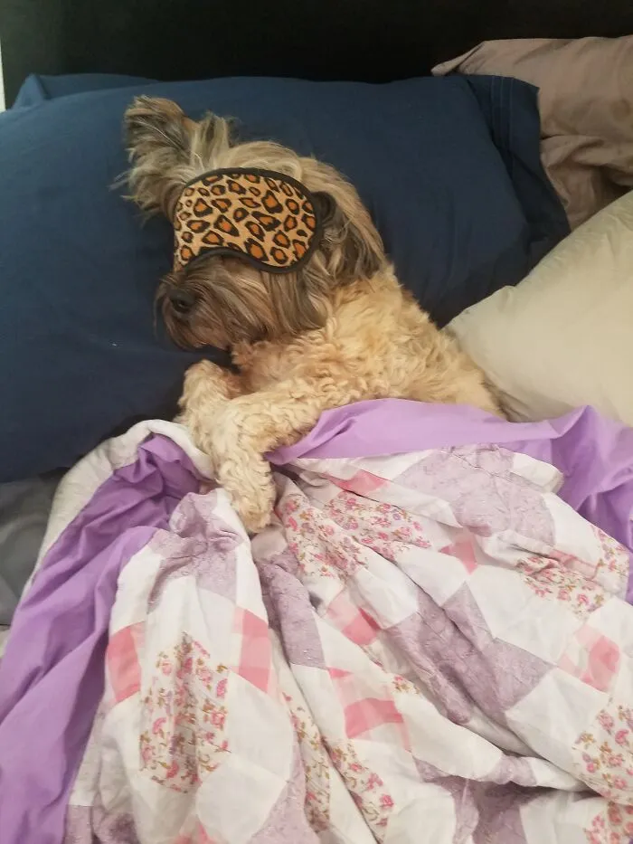 The Princess Requires Darkness To Sleep!