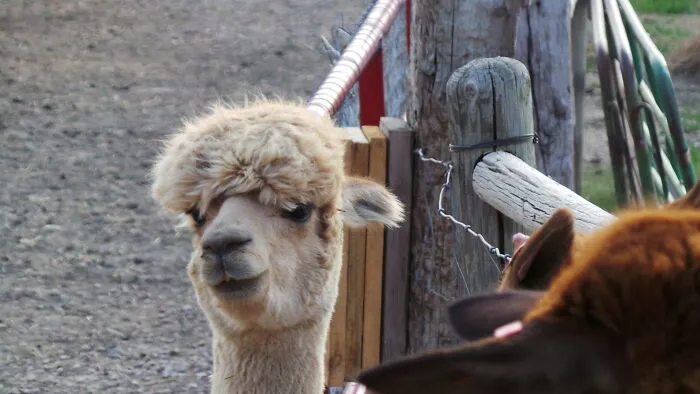 The Alpaca
