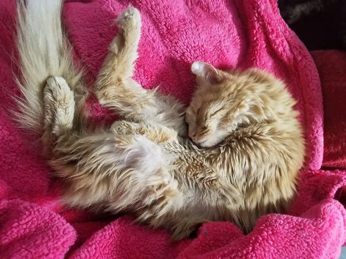 My Indiana - Disheveled Because He Was Just Getting Over Being Very Sick