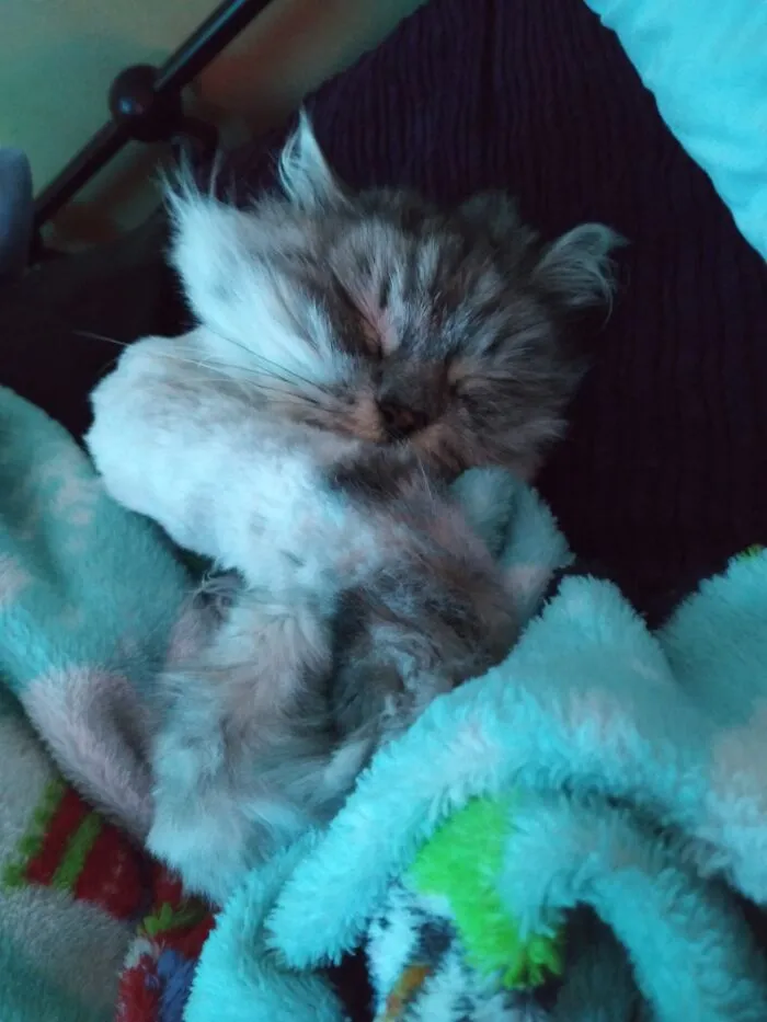 Peanut