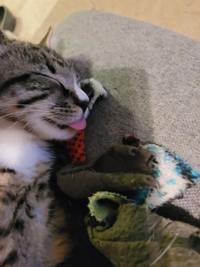 Mac Daddy Sleeps With His Tongue Out