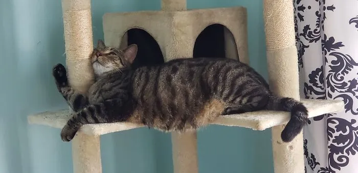 Toga After The 'Nip