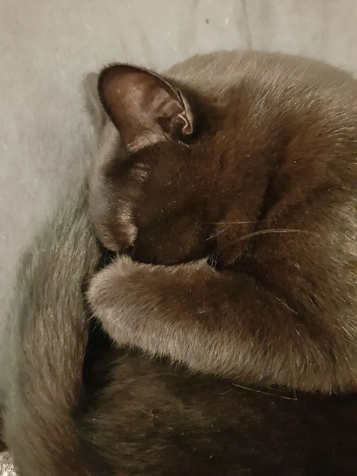 Sleeping Like A Squirrel...