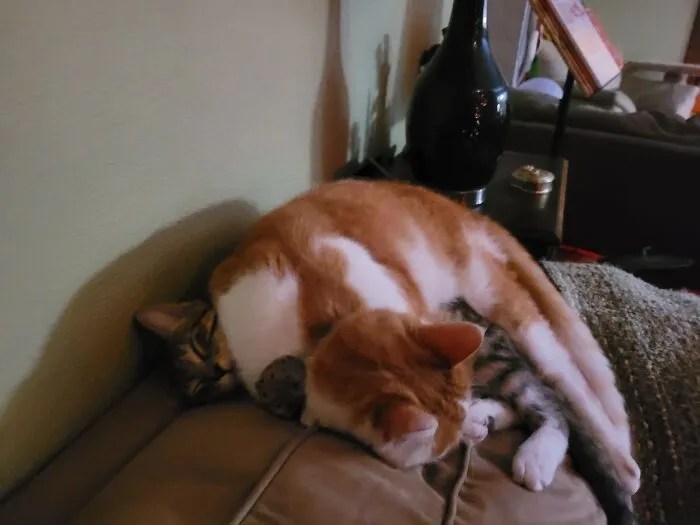 This Is Frodo, He Likes To Sleep On His Adopted Baby Pikachu 🖤