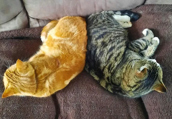 Butt-Erfly