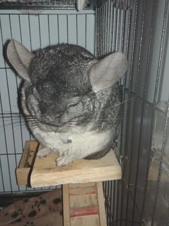 The Olny Pic Of My Pet On My Laptop, And Look. Hes Sleeping.