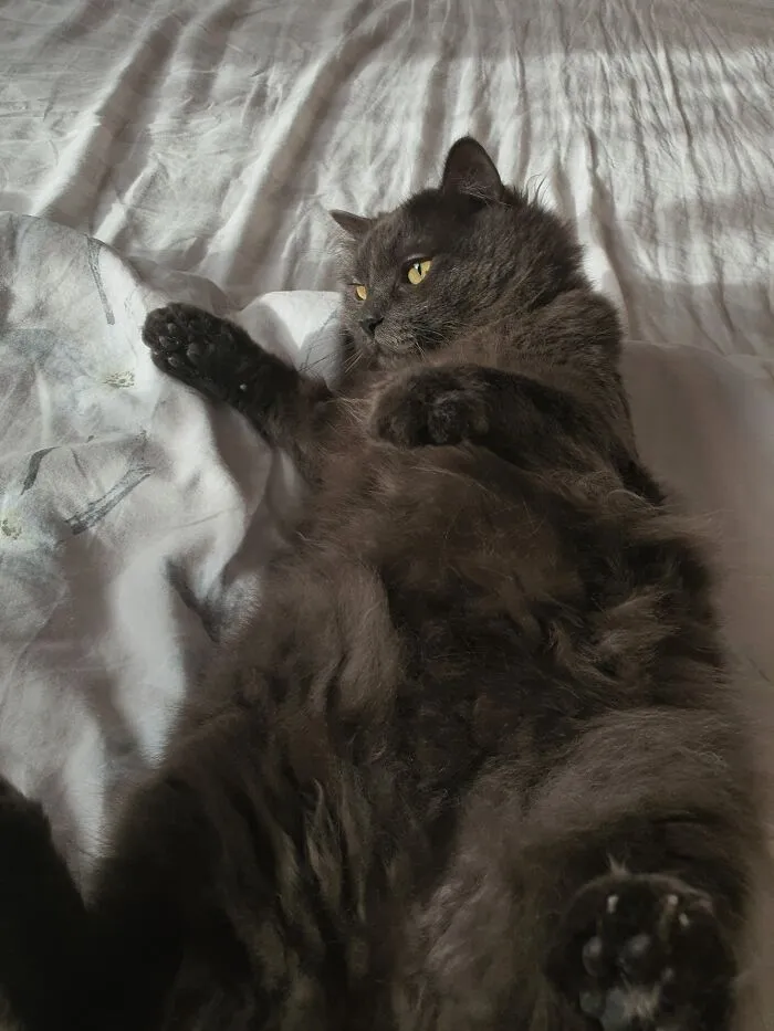Tom, The Elegant Donut