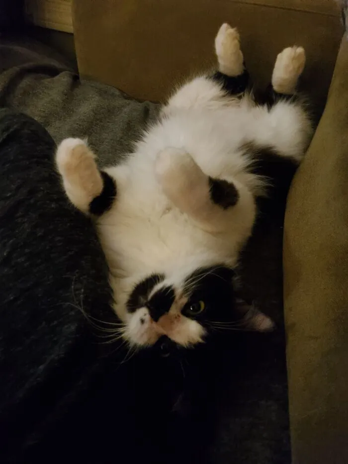 My Sleeping Kitty :)