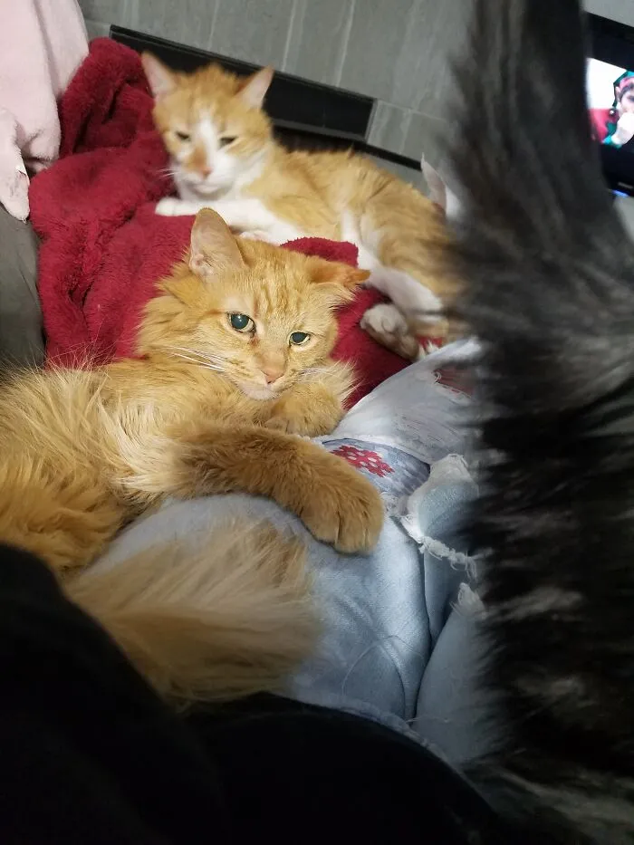 My Cat Blanket Helping To Keep Me War.