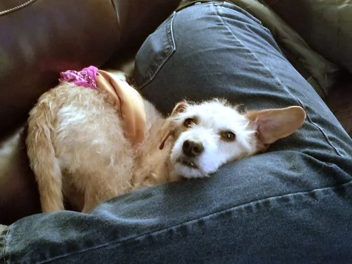 I Think My Dog Is Broken