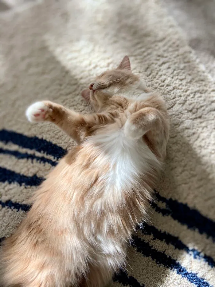 My Cat Alastor In One Of His Common Positions