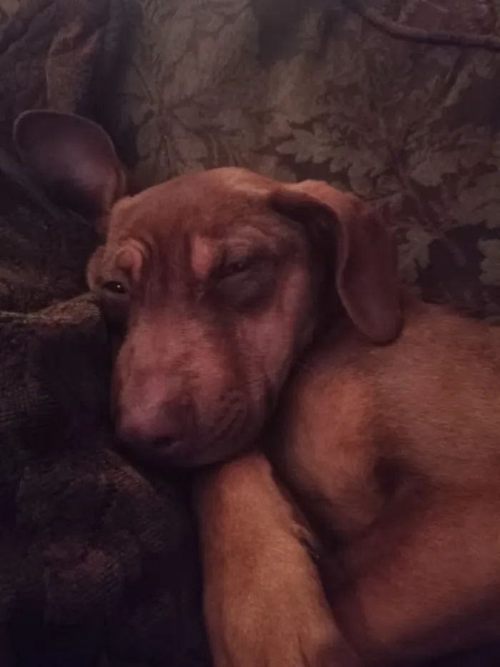 This Is My Favorite Pic Of My Derpy Lil Girl, Lulu!
