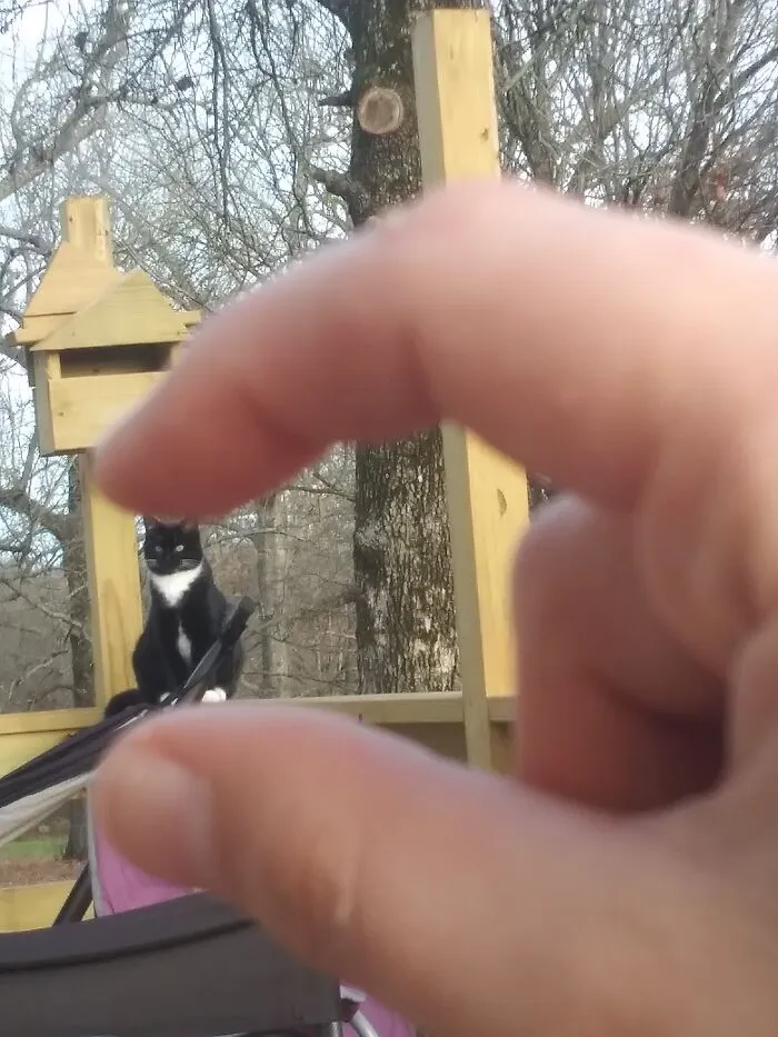 Just A Small Town Kitty
