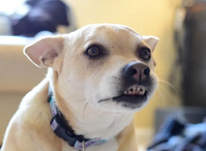 Whaddaya Mean? I Am Smiling!