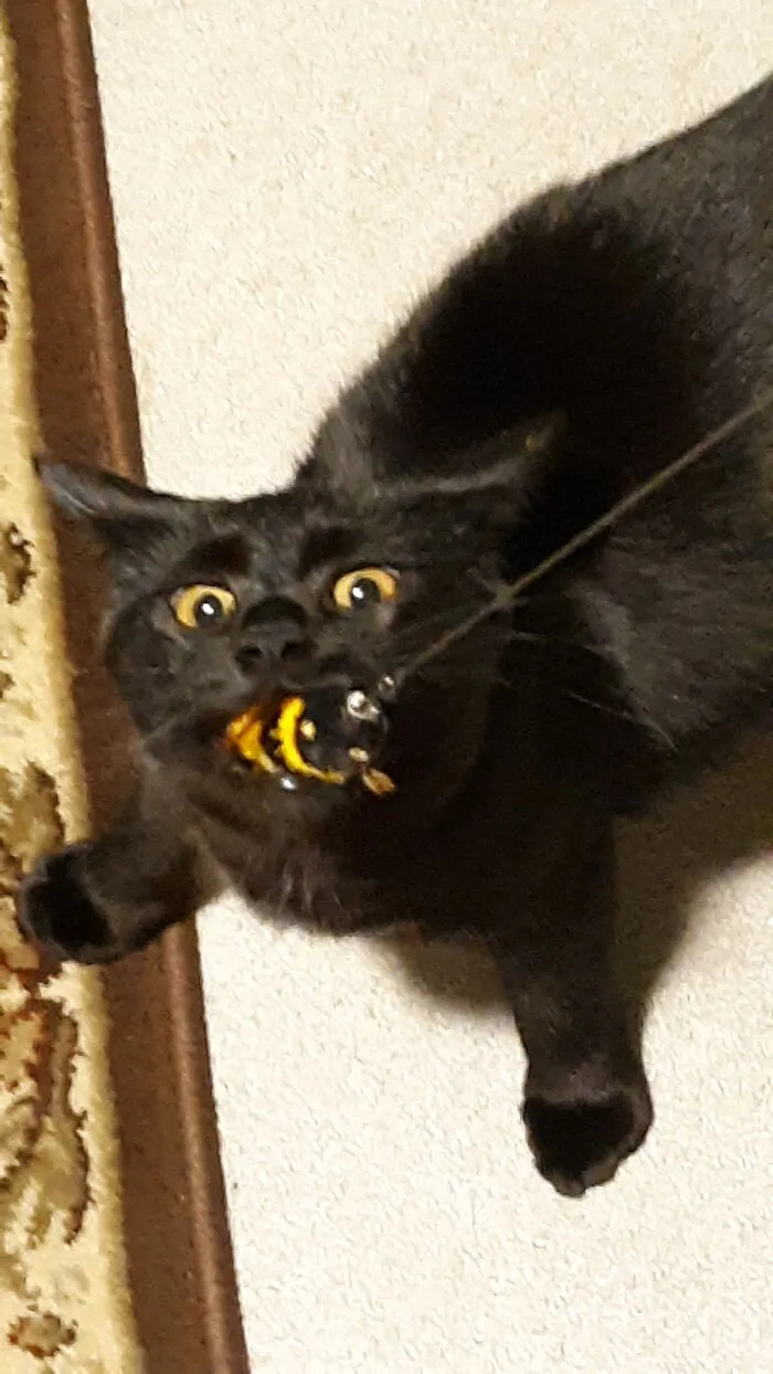 The. Beee. Is. Mine!