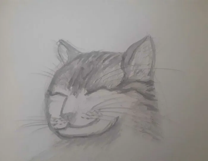 My Cat At Her Happiest And My First Actual Cat Drawing