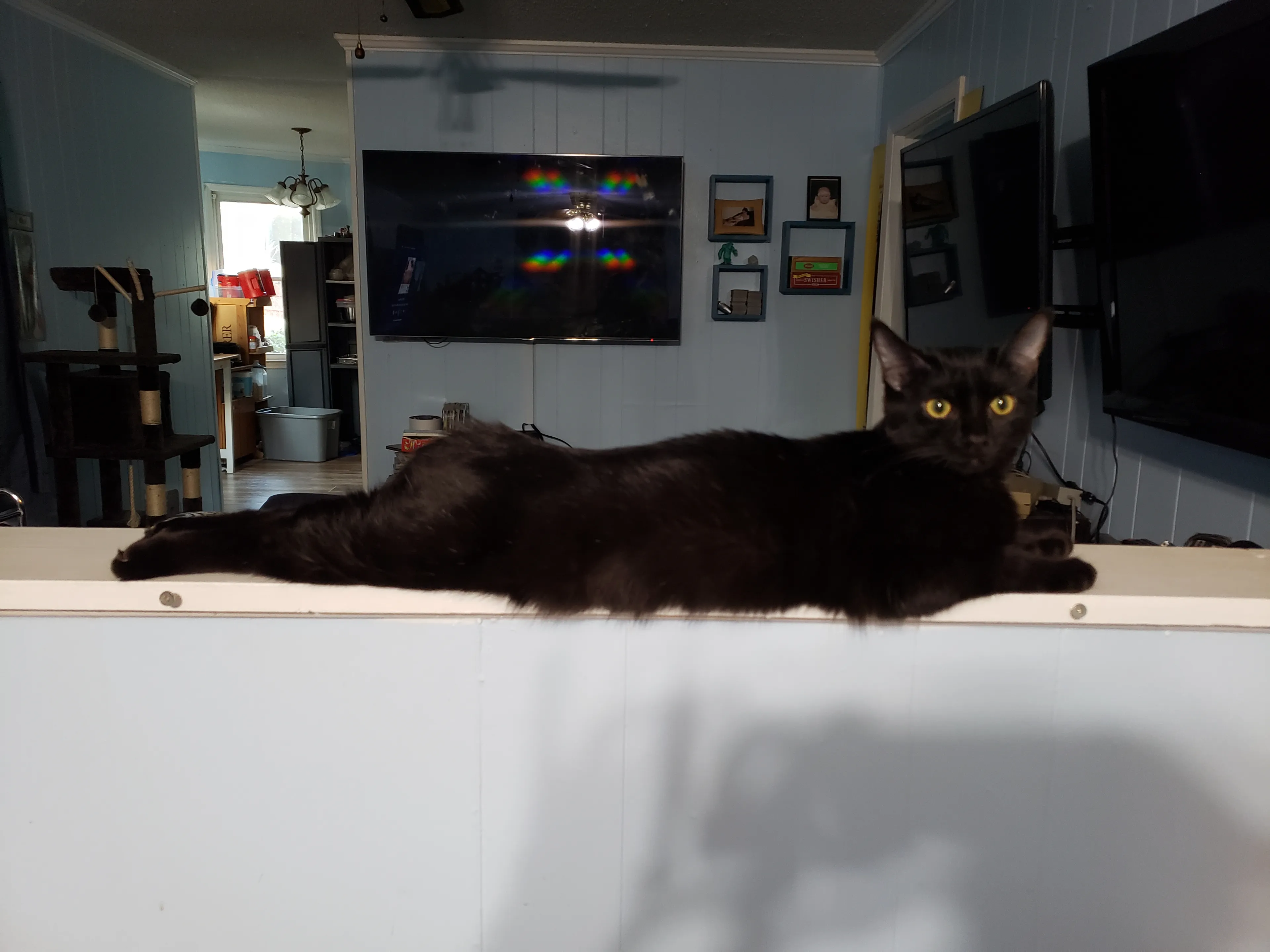Super Cat