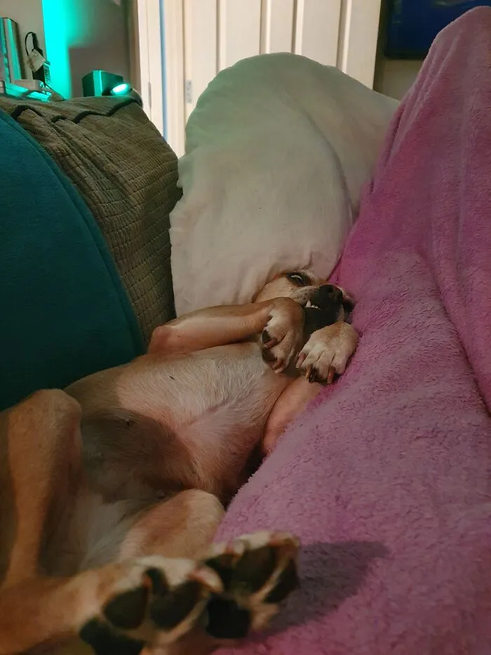 Spud