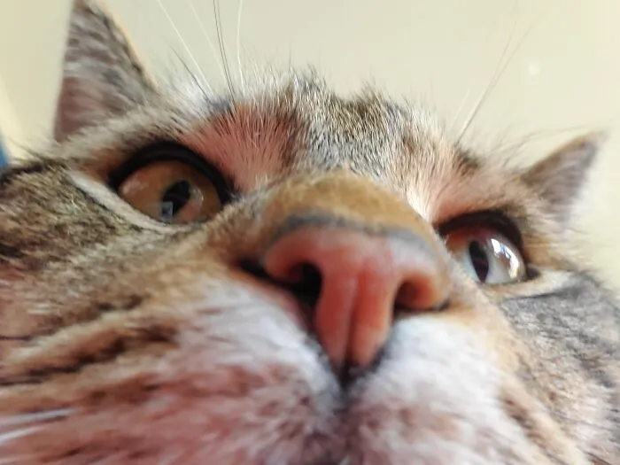 Selfie