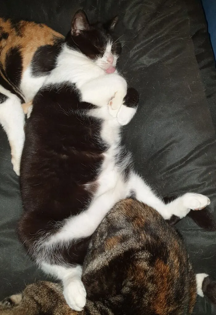 Grumps Sleeping Like A Derp