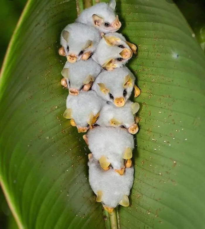 Honduran White Bats