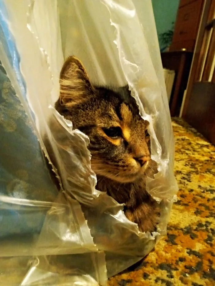 I Look Cute, But I'm Actually 23 Pounds Of Maine Coon Sass And Will Tear Through Anything Like The Kool-Aid Man