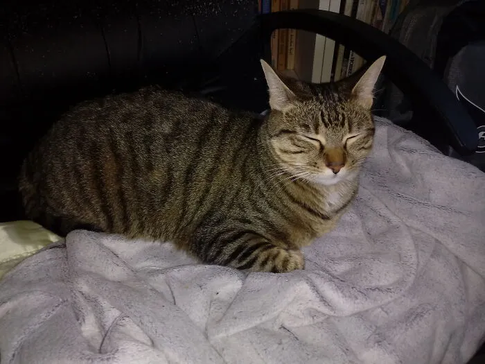 My Girl Nina Has Her Own Chair Next To Me In My Study, And She's Always By My Side When I'm Working Or Studying. She'll Cry If Another Cat Takes Her Chair