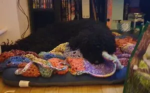 Hey Pandas, Show Us What Your Pet Is Doing Right Now (Closed)