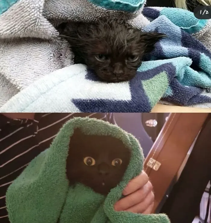 The Day I Found Her On My Doorstep And Now. She Still Hates Rain.