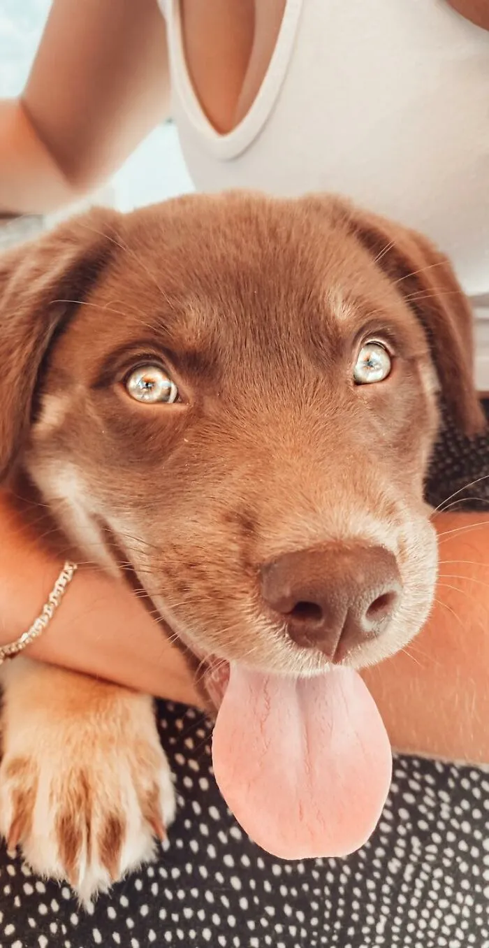 30 Of The Best Dog Photos Submitted For The #PrettyEyesChallenge