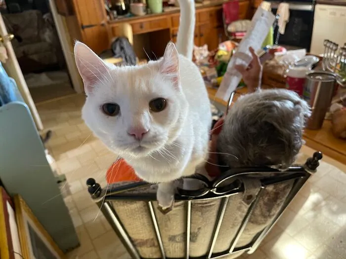 Our Old Man Coconut