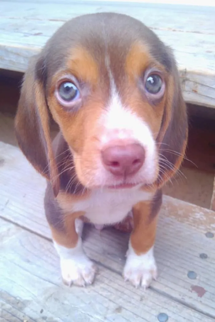 30 Of The Best Dog Photos Submitted For The #PrettyEyesChallenge