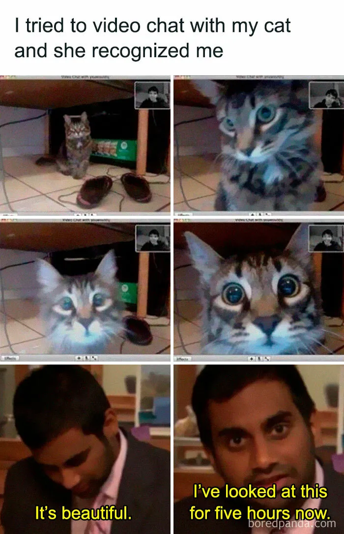 50 Funny Cat Jokes Created By People Clearly Living With One