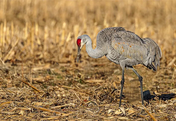 Sandhill Crane