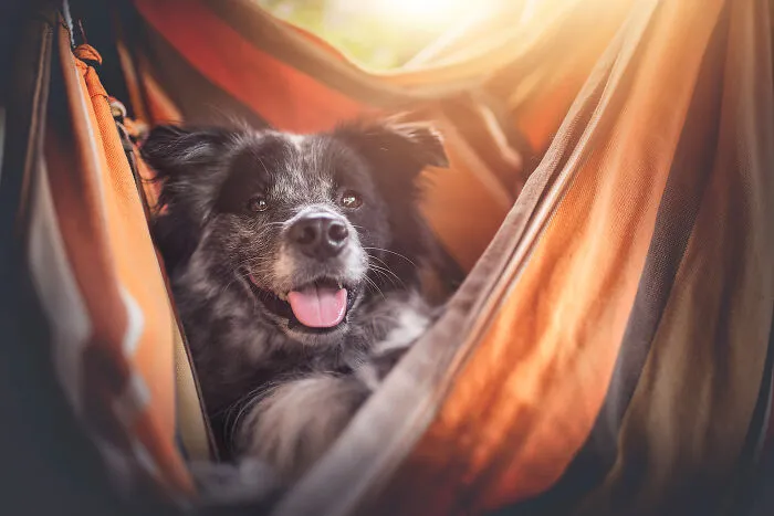 I Want To Show That Adopted Dogs Are Beautiful So I Captured These 30 Photos