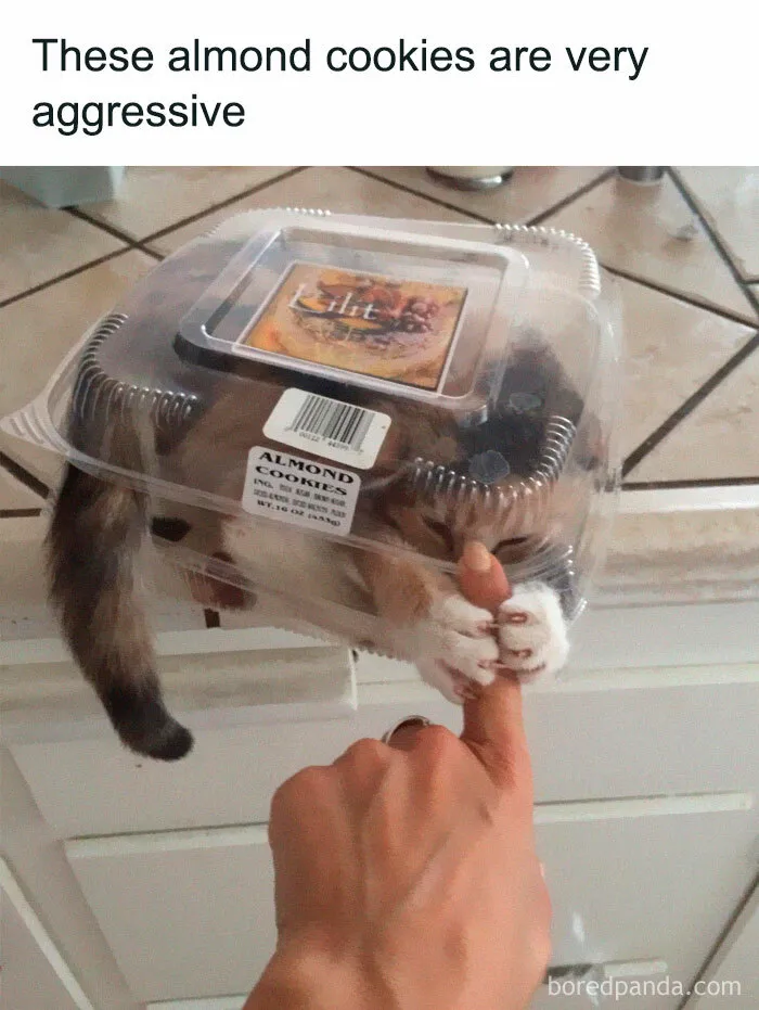 50 Funny Cat Jokes Created By People Clearly Living With One