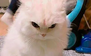 50 Funny Cat Jokes Created By People Clearly Living With One