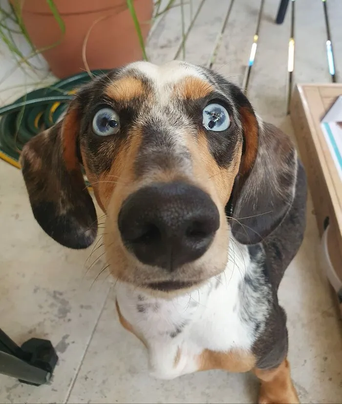 30 Of The Best Dog Photos Submitted For The #PrettyEyesChallenge