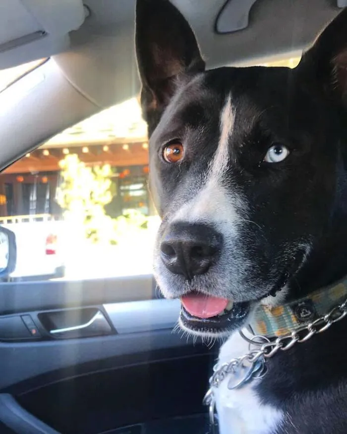 30 Of The Best Dog Photos Submitted For The #PrettyEyesChallenge