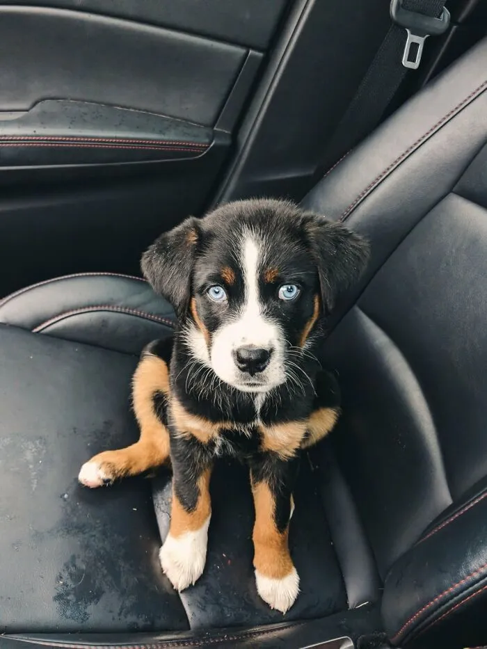 30 Of The Best Dog Photos Submitted For The #PrettyEyesChallenge