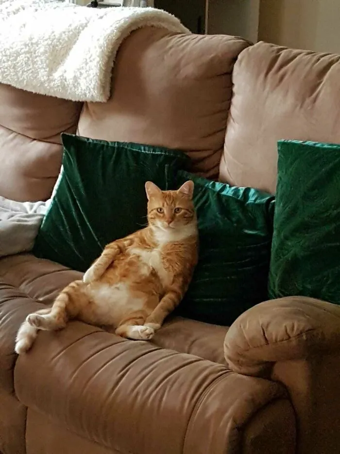 Stray’s First Day Inside!