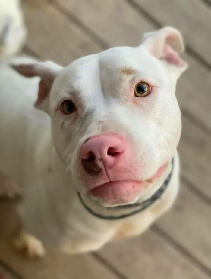 30 Of The Best Dog Photos Submitted For The #PrettyEyesChallenge