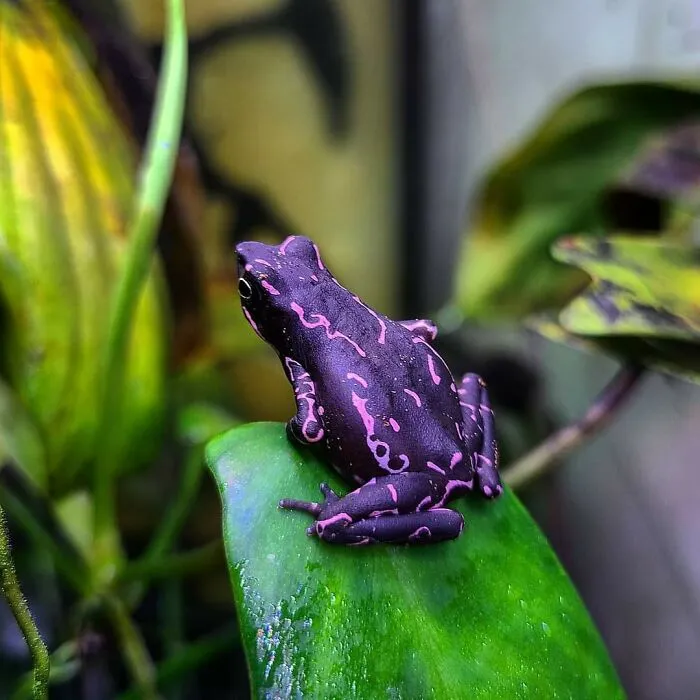 Atelopus Barbotini, un sapo morado