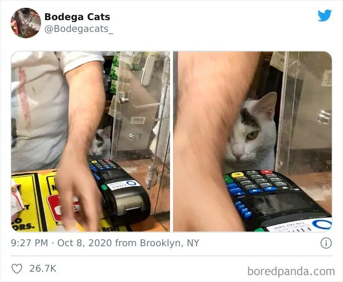 This Twitter Account Collects Photos Of Cats In Small Shops Looking Like They Own The Place (50 New Pics)